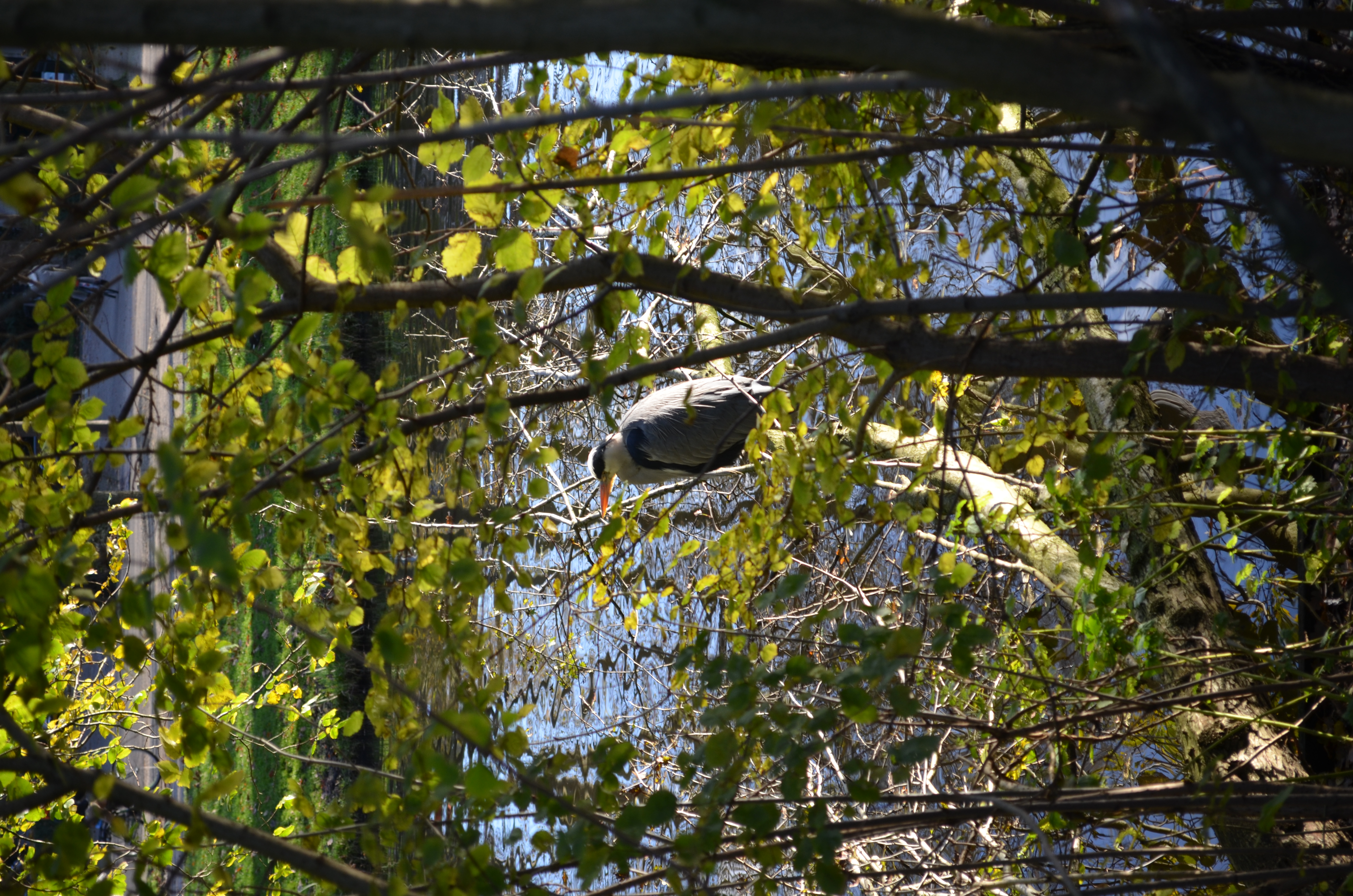 ./2017/19 - Viking Lif/13 - Amsterdam, The Netherlands/DSC_0586.JPG